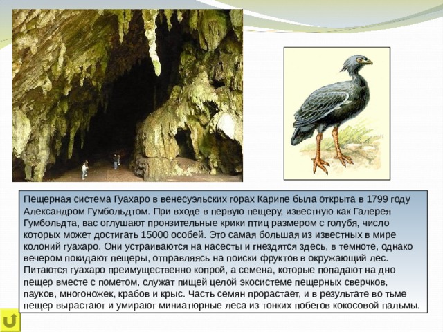 Пещерная система Гуахаро в венесуэльских горах Карипе была открыта в 1799 году Александром Гумбольдтом. При входе в первую пещеру, известную как Галерея Гумбольдта, вас оглушают пронзительные крики птиц размером с голубя, число которых может достигать 15000 особей. Это самая большая из известных в мире колоний гуахаро. Они устраиваются на насесты и гнездятся здесь, в темноте, однако вечером покидают пещеры, отправляясь на поиски фруктов в окружающий лес. Питаются гуахаро преимущественно копрой, а семена, которые попадают на дно пещер вместе с пометом, служат пищей целой экосистеме пещерных сверчков, пауков, многоножек, крабов и крыс. Часть семян прорастает, и в результате во тьме пещер вырастают и умирают миниатюрные леса из тонких побегов кокосовой пальмы. 