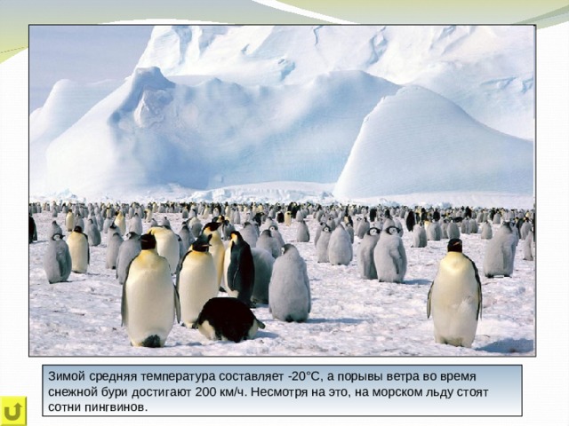 Зимой средняя температура составляет -20°С, а порывы ветра во время снежной бури достигают 200 км/ч. Несмотря на это, на морском льду стоят сотни пингвинов. 