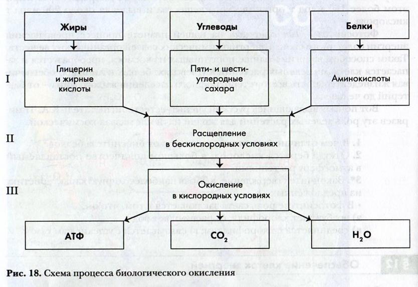 Этапы биологического окисления схема