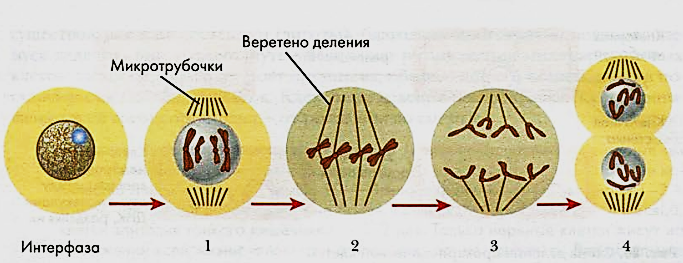 Деление клетки рисунок 6 класс