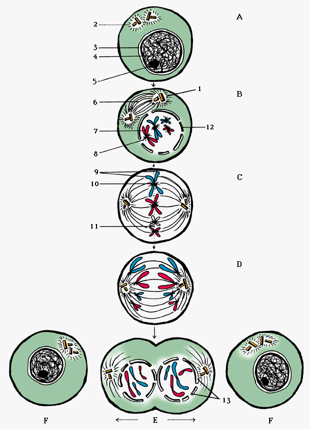 Рисунки стадии митоза