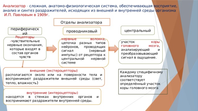 Анализатор - сложная, анатомо-физиологическая система, обеспечивающая восприятие, анализ и синтез раздражителей, исходящих из внешней и внутренней среды организма   И.П. Павловым в 1909г . Отделы анализатора центральный проводниковый периферический Рецепторы - чувствительные нервные окончания, которые входят в состав органов чувств нервные волокна , цепочка разных типов нейронов, проводящих сигнал (нервный импульс) от рецептора к центральной нервной системе участок коры головного мозга , анализирующий и преобразовывающий сигнал в ощущение. внешние (экстероцепторы) располагаются около или на поверхности тела и воспринимают раздражители внешней среды (свет, тепло, влажность ) Каждому специфичному анализатору соответствует определённый участок коры головного мозга внутренние (интероцепторы) находятся в стенках внутренних органов и воспринимают раздражители внутренней среды. 