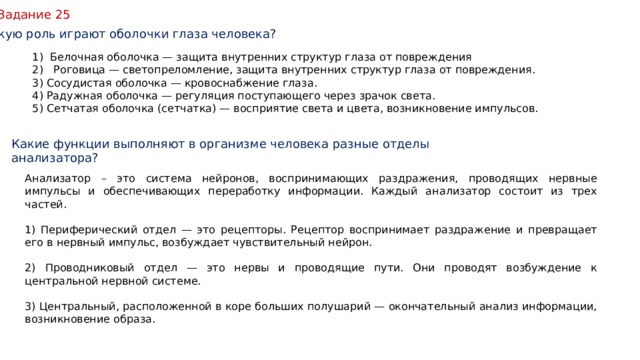 Задание 25 Какую роль играют оболочки глаза человека? Белочная оболочка — защита внутренних структур глаза от повреждения  Роговица — светопреломление, защита внутренних структур глаза от повреждения. 3) Сосудистая оболочка — кровоснабжение глаза. 4) Радужная оболочка — регуляция поступающего через зрачок света. 5) Сетчатая оболочка (сетчатка) — восприятие света и цвета, возникновение импульсов. Какие функции выполняют в организме человека разные отделы анализатора? Анализатор – это система нейронов, воспринимающих раздражения, проводящих нервные импульсы и обеспечивающих переработку информации. Каждый анализатор состоит из трех частей. 1) Периферический отдел — это рецепторы. Рецептор воспринимает раздражение и превращает его в нервный импульс, возбуждает чувствительный нейрон. 2) Проводниковый отдел — это нервы и проводящие пути. Они проводят возбуждение к центральной нервной системе. 3) Центральный, расположенной в коре больших полушарий — окончательный анализ информации, возникновение образа. 