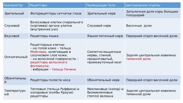 Анализатор Зрительный Рецепторы Проводящие пути Фоторецепторы сетчатки глаза Слуховой Вкусовой Зрительный нерв Центральные отделы Волосковые клетки спирального (кортиева) органа улитки (внутреннее ухо) Осязательный Рецепторы языка Слуховой нерв Затылочная доля коры больших полушарий Языкоглоточный нерв Обонятельный Височные доли Рецепторные клетки: Температурный Рецепторы полости носа Передний отдел височной доли Скелетно-мышечные нервы, спиной, продолговатый, промежуточный мозг – на голой коже – тельца Мейснера , залегающие в сосочковом слое кожи; Обонятельный нерв Тепловые (тельца Руффини) и холодовые (колбы Краузе) рецепторы Задняя центральная извилина теменной доли – на волосяной поверхности – рецепторы волосяного фолликула ; Миелиновые (холод) и безмиелиновые (тепло) волокна Передний отдел височной доли – вибрации – тельца Пачини Задняя центральная извилина теменной доли 