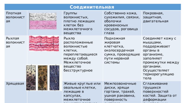 Какие ткани относятся к соединительным. Плотная волокнистая рыхлая волокнистая хрящевая. Плотная рыхлая хрящевая. Рыхлая волокнистая хрящевая ткань. Сухожильные клетки волокнистого хряща.