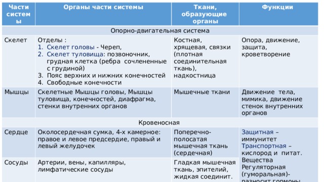 Части системы Опорно-двигательная система Органы части системы Ткани, образующие органы Скелет Мышцы Функции Отделы : Кровеносная Скелетные Мышцы головы, Мышцы туловища, конечностей, диафрагма, стенки внутренних органов Костная, хрящевая, связки (плотная соединительная ткань), надкостница Скелет головы - Череп, Скелет туловища : позвоночник, грудная клетка (ребра сочлененные с грудиной) Мышечные ткани Опора, движение, защита, кроветворение Пояс верхних и нижних конечностей Свободные конечности Сердце Движение тела, мимика, движение стенок внутренних органов Околосердечная сумка, 4-х камерное: правое и левое предсердие, правый и левый желудочек Сосуды Поперечно-полосатая мышечная ткань (сердечная) Артерии, вены, капилляры, лимфатические сосуды Защитная – иммунитет Гладкая мышечная ткань, эпителий, жидкая соединит. ткань Транспортная – кислород и питат. Вещества Регуляторная (гуморальная)- разносит гормоны 