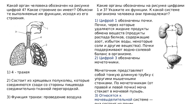 Органы человека обозначенные на рисунке