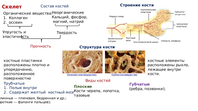 Какой органических веществ в костях. Химический состав и строение костей. Органические вещества кости. Органические и Минеральные вещества кости. Химический состав кости.