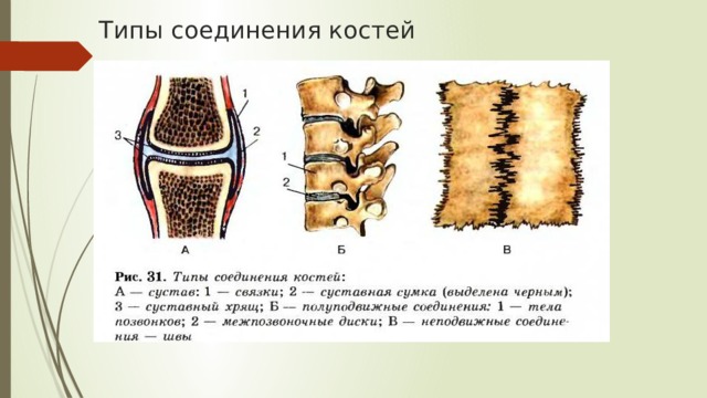Типы соединения костей 