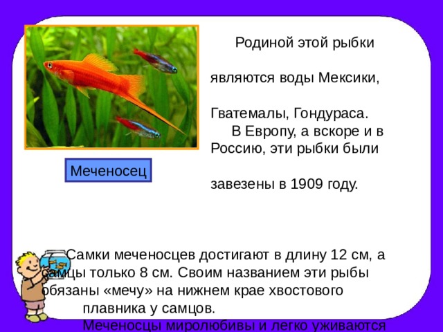 Проект домашние питомцы рыбки