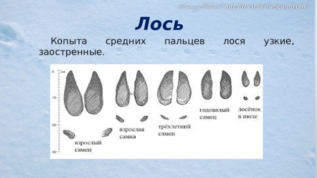 Как снять ноготь с копыта лося