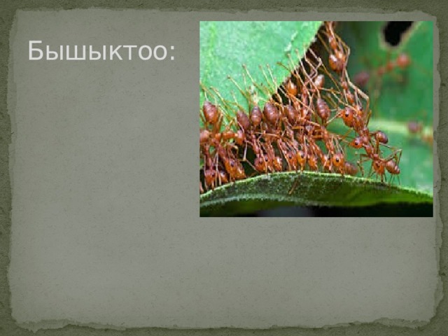 Бышыктоо: 