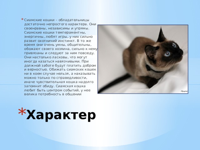 Сиамская кошка презентация