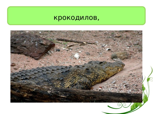 крокодилов, 