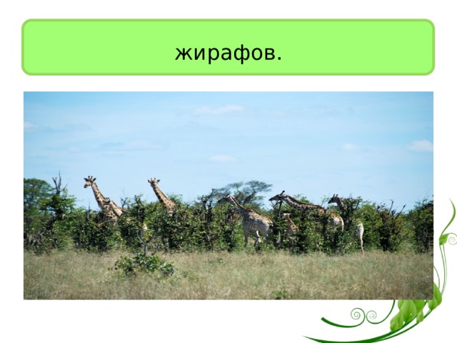 жирафов. 