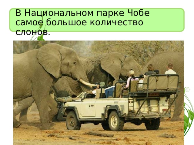 В Национальном парке Чобе самое большое количество слонов.  