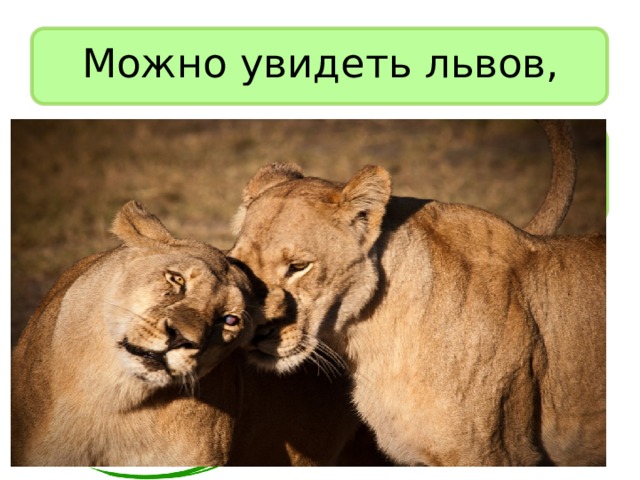Можно увидеть львов, 