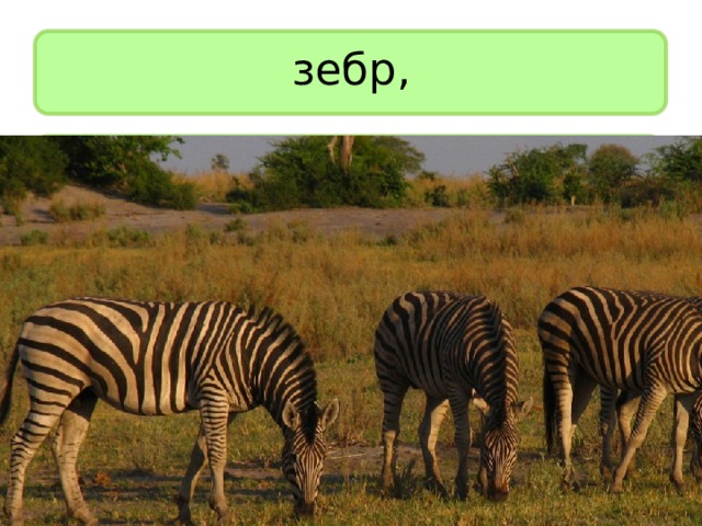зебр, 