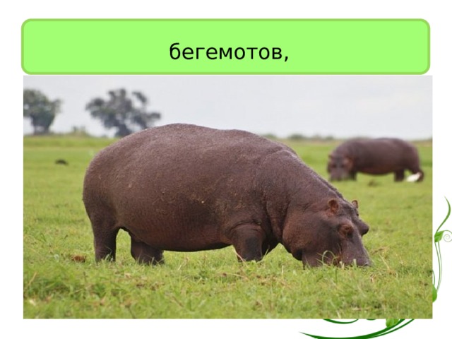  бегемотов, 