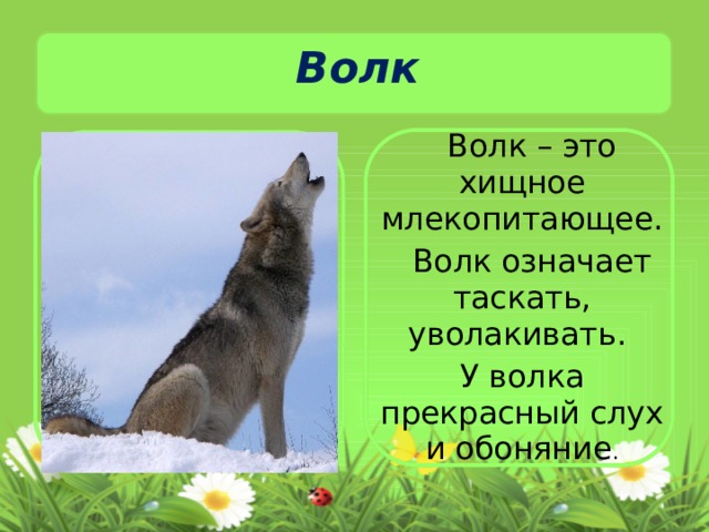 Значение имени волк. Хищные млекопитающие волк. Волк для презентации. Волк презентация 1 класс. Что означает волк.