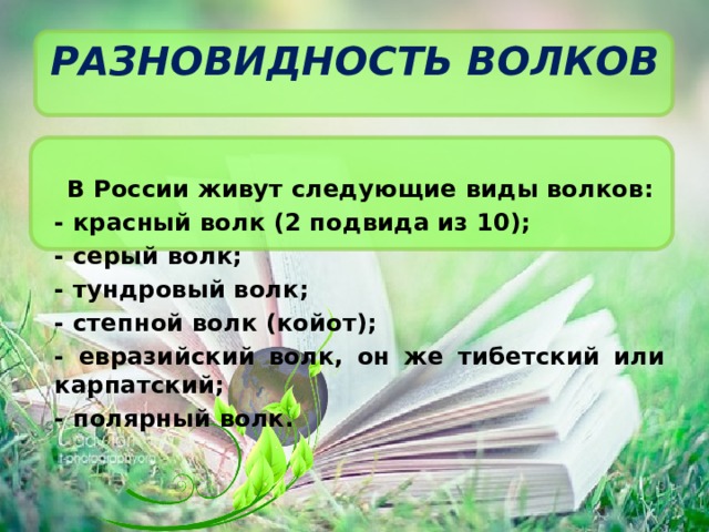 Разновидность волков    В России живут следующие виды волков: - красный волк (2 подвида из 10); - серый волк; - тундровый волк; - степной волк (койот); - евразийский волк, он же тибетский или карпатский; - полярный волк. 