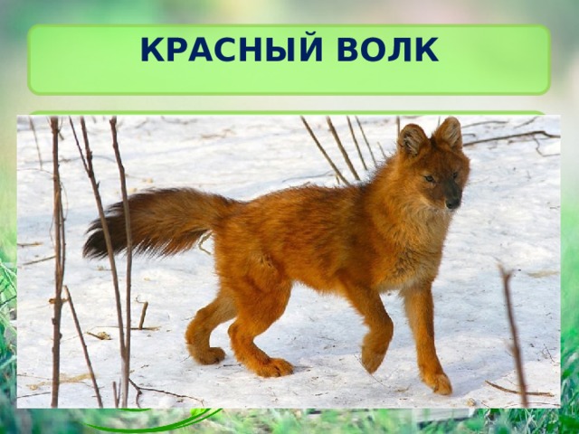 Красный волк 
