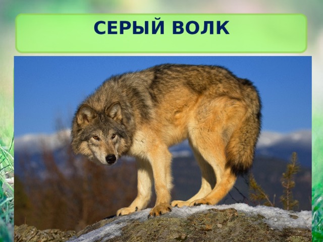 СЕРЫЙ ВОЛК 