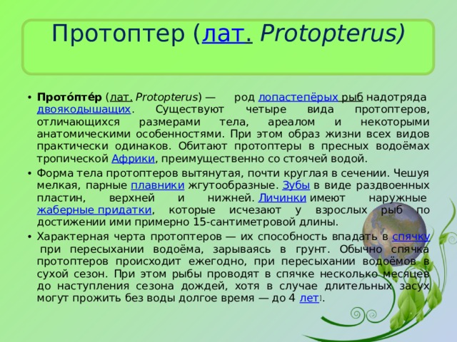 Протоптер ( лат .   Protopterus) Прото́пте́р  ( лат.   Protopterus ) — род  лопастепёрых рыб  надотряда  двоякодышащих . Существуют четыре вида протоптеров, отличающихся размерами тела, ареалом и некоторыми анатомическими особенностями. При этом образ жизни всех видов практически одинаков. Обитают протоптеры в пресных водоёмах тропической  Африки , преимущественно со стоячей водой. Форма тела протоптеров вытянутая, почти круглая в сечении. Чешуя мелкая, парные  плавники  жгутообразные.  Зубы  в виде раздвоенных пластин, верхней и нижней.  Личинки  имеют наружные  жаберные придатки , которые исчезают у взрослых рыб по достижении ими примерно 15-сантиметровой длины. Характерная черта протоптеров — их способность впадать в  спячку  при пересыхании водоёма, зарываясь в грунт. Обычно спячка протоптеров происходит ежегодно, при пересыхании водоёмов в сухой сезон. При этом рыбы проводят в спячке несколько месяцев до наступления сезона дождей, хотя в случае длительных засух могут прожить без воды долгое время — до 4  лет ] . 