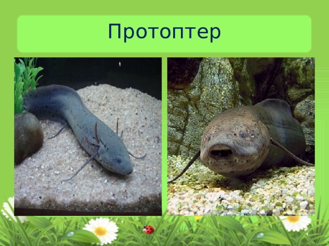 Протоптер 