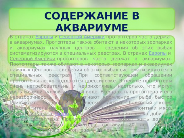 Содержание в аквариуме В странах  Европы  и  Северной Америки  протоптеров часто держат в аквариумах. Протоптеры также обитают в некоторых зоопарках и аквариумах научных центров — сведения об этих рыбах систематизируются в специальных реестрах. В странах  Европы  и  Северной Америки  протоптеров часто держат в аквариумах. Протоптеры также обитают в некоторых зоопарках и аквариумах научных центров — сведения об этих рыбах систематизируются в специальных реестрах. При соответствующем обращении протоптеры легко поддаются дрессировке. В неволе протоптеры очень нетребовательны и неприхотливы, настолько, что могут жить в самой тухлой и мутной воде. Всеядность протоптера и его неразборчивость в еде облегчают кормление — рыба быстро привыкает поедать практически любой белковый корм. Предпочтительная пища, однако — живая рыба, ломтики мяса, мелкие  лягушата ,  черви .  В аквариумных условиях легко добиться спячки протоптера. Протоптер в неволе может жить долго — рекорд для бурого протоптера составил 20 лет. Рекорд долголетия тёмного протоптера — 30 лет . . 