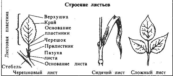 Ход лист. Строение черешка листа. Внешнее строение листа схема. Строение листа растения схема. Схема строения черешкового листа.