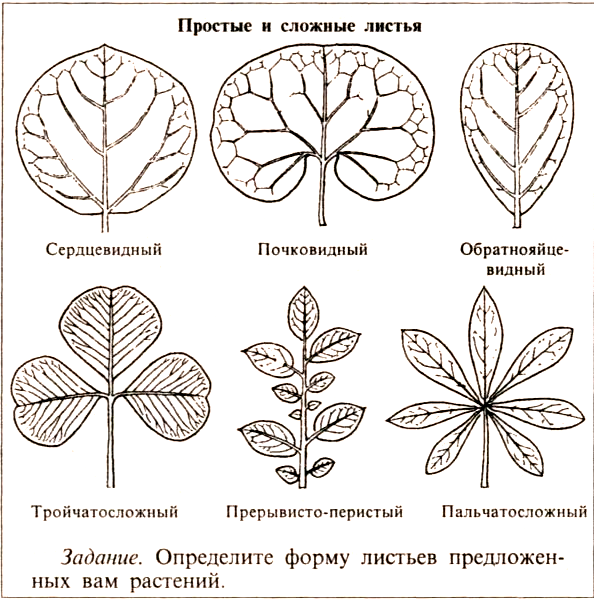 Простые листья могут быть. Типы формы листовой пластинки 6 класс биология. Тип листовой пластинки сложного листа. Форма листовой пластинки у каштана. Типы жилкования простые сложные листья.