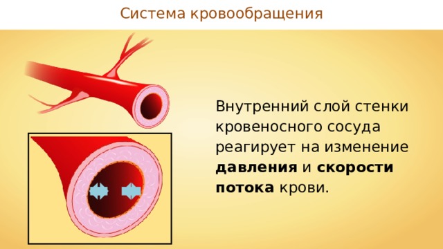 Система кровообращения Внутренний слой стенки кровеносного сосуда реагирует на изменение давления и скорости потока крови. 