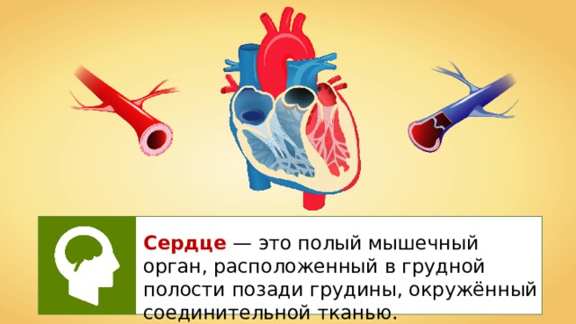 Сердце — это полый мышечный орган, расположенный в грудной полости позади грудины, окружённый соединительной тканью. 