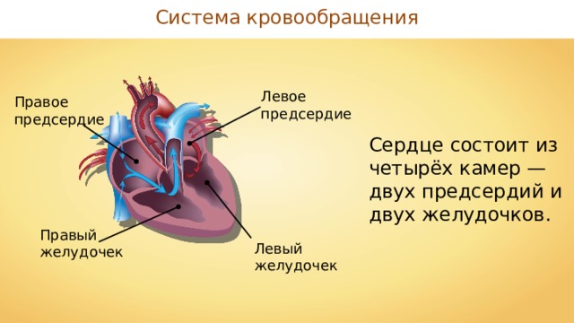 Система кровообращения Левое предсердие Правое предсердие Сердце состоит из четырёх камер — двух предсердий и двух желудочков. Правый желудочек Левый желудочек 