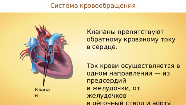 Система кровообращения Клапаны препятствуют обратному кровяному току в сердце. Ток крови осуществляется в одном направлении — из предсердий в желудочки, от желудочков — в лёгочный ствол и аорту. Клапан 