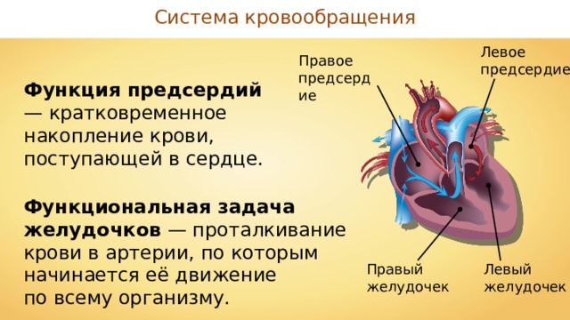 Какие функции выполняет кровообращение. Биология 8 класс строение сердца круги кровообращения. Строение сердца структуры и функции. Предсердие функции строение. Строение сердца 8 класс биология.