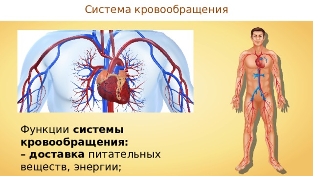 Система кровообращения Функции системы кровообращения: – доставка питательных веществ, энергии; – утилизации продуктов распада. 