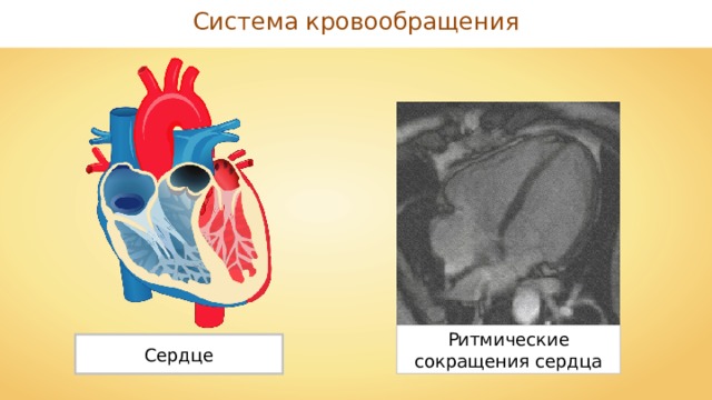 Система кровообращения Ритмические сокращения сердца Сердце 