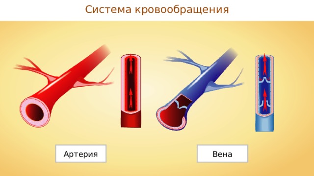 Система кровообращения Артерия Вена 
