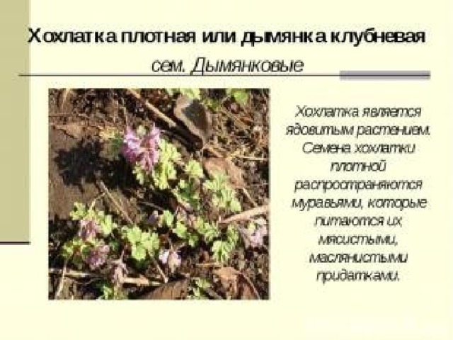 Распространение муравьями семян растений является примером Презентация "Первоцветы Сибири"