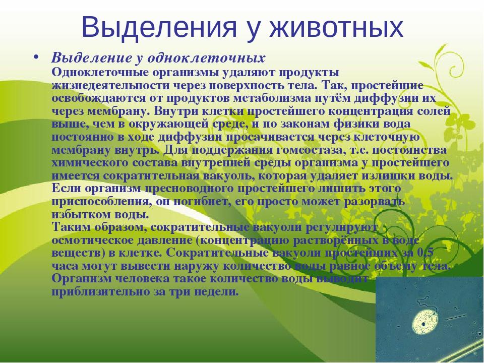 Особенности выделения у растений 7 класс. Выделение у растений и животных. Процесс выделения у живых организмов. Выделение у растений. Значение процессов выделения у живых организмов.