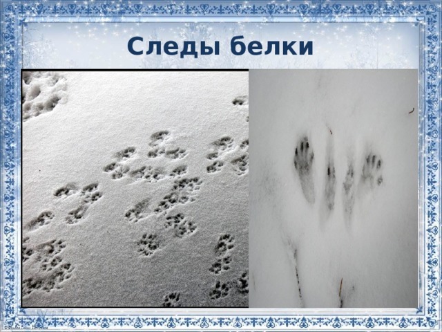 Следы белки на снегу фото 2 класс