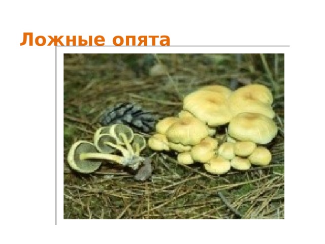 Можно ли отравиться ложными опятами фото