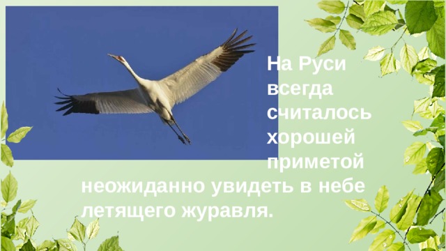 На Руси всегда считалось хорошей приметой неожиданно увидеть в небе летящего журавля. 