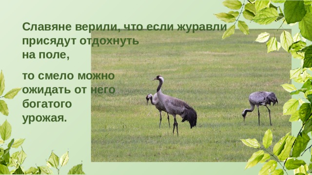 Славяне верили, что если журавли присядут отдохнуть на поле, то смело можно ожидать от него богатого урожая. 