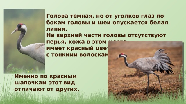 Голова темная, но от уголков глаз по бокам головы и шеи опускается белая линия. На верхней части головы отсутствуют перья, кожа в этом месте имеет красный цвет, с тонкими волосками. Именно по красным шапочкам этот вид отличают от других. 