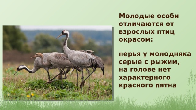 Молодые особи отличаются от взрослых птиц окрасом: перья у молодняка серые с рыжим, на голове нет характерного красного пятна 