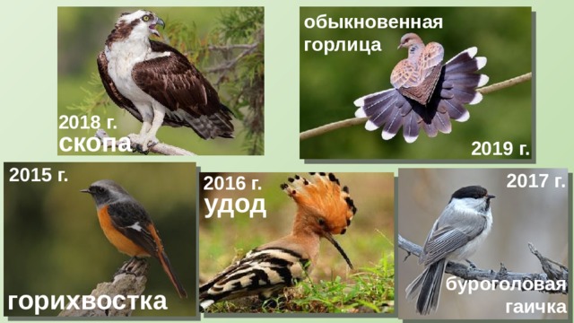 обыкновенная горлица 2018 г. скопа 2019 г. 2015 г. 2017 г. 2016 г. удод буроголовая гаичка горихвостка  