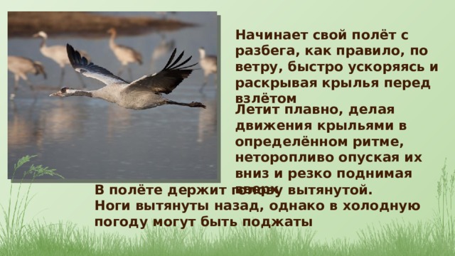 Начинает свой полёт с разбега, как правило, по ветру, быстро ускоряясь и раскрывая крылья перед взлётом Летит плавно, делая движения крыльями в определённом ритме, неторопливо опуская их вниз и резко поднимая вверх В полёте держит голову вытянутой. Ноги вытянуты назад, однако в холодную погоду могут быть поджаты 